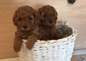 Mini Boy Poodle Bebekler